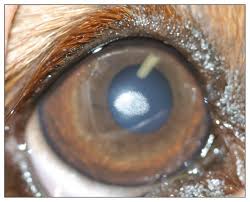 close_dog2